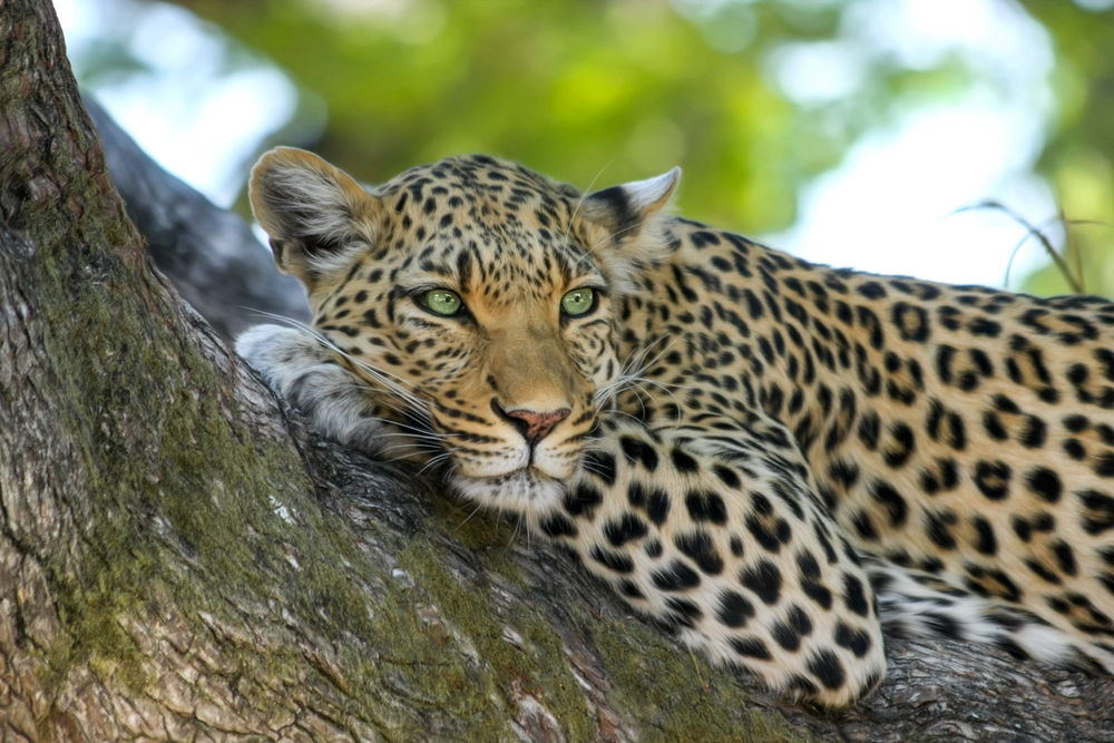 Обои для рабочего стола Леопард лежит у дерева