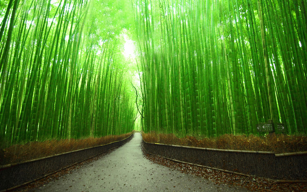 Обои для рабочего стола Бамбуковый лес Сагано, Япония, Киото / Japan, Kyoto