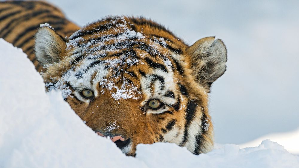 Обои для рабочего стола Тигр лежит на снегу