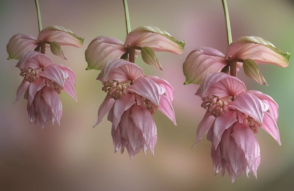 Обои для рабочего стола Бледно розовые цветы вида Medinilla Magnifica на размытом фоне, фотограф JHanna