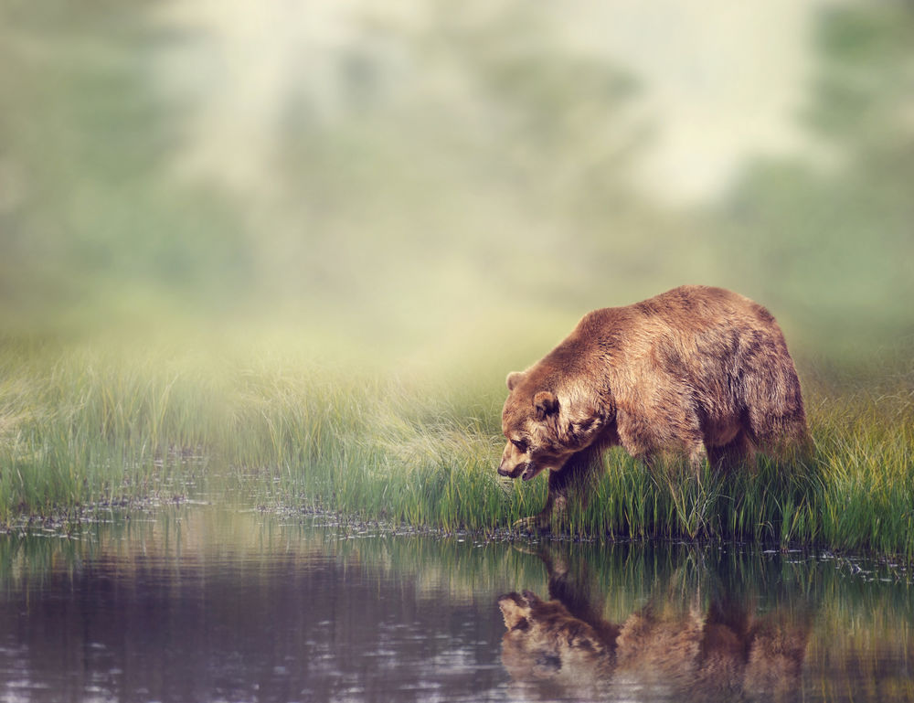 Обои для рабочего стола Бурый медведь на берегу пруда смотрит в воду, by JuhaSa
