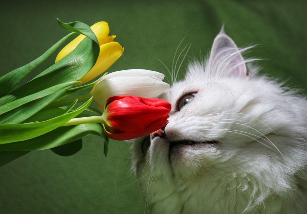Обои для рабочего стола Белая пушистая кошка нюхает букет из трех разноцветных тюльпанов