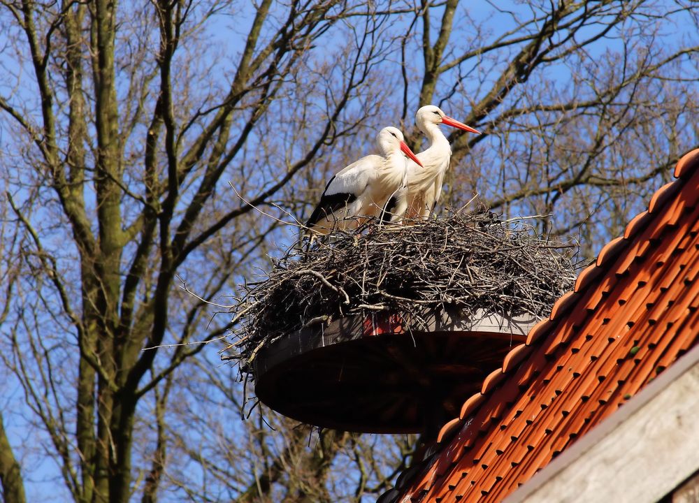 Обои для рабочего стола Пара аистов в гнезде на крыше, на фоне веток деревьев и синего неба, by Karsten Paulick
