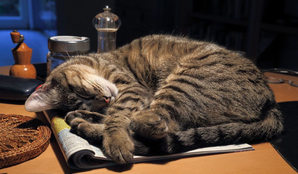 Обои для рабочего стола Серый полосатый кот спит на раскрытом журнале на столе