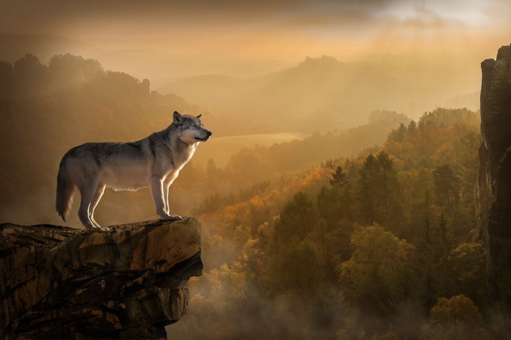 Обои для рабочего стола Волк стоит на краю скалы на фоне размытых туманом гор, by Peter Fischer