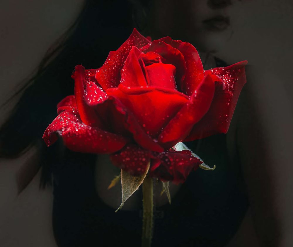 Фото Нарисованной Розы