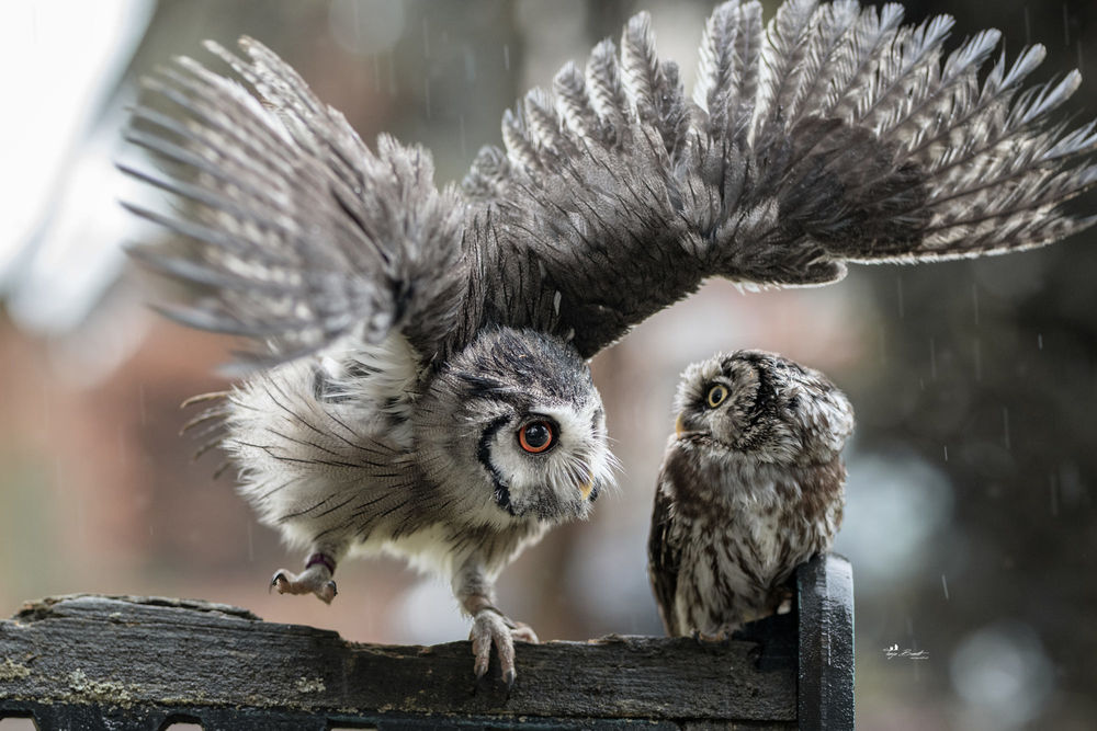 Обои для рабочего стола Заботливая сова, расправив крылья, укрыла совушку от дождя, фотографTanja Brandt