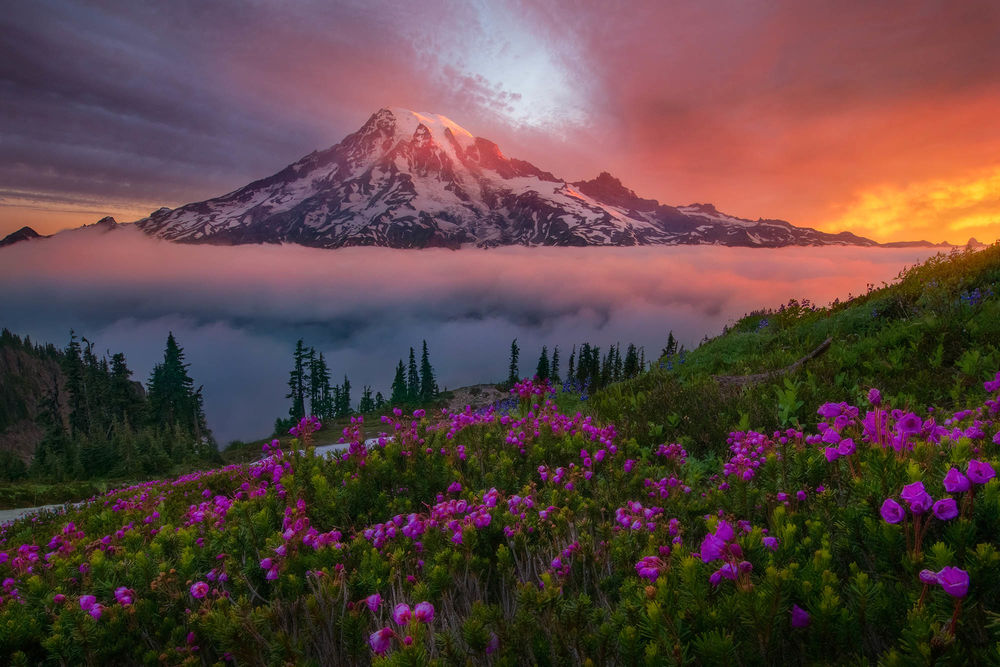 Обои для рабочего стола Цветы на склоне перед горой в облаках, фотограф Marc Adamus