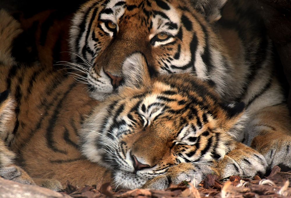 Обои для рабочего стола Тигрица лежит со спящим тигренком