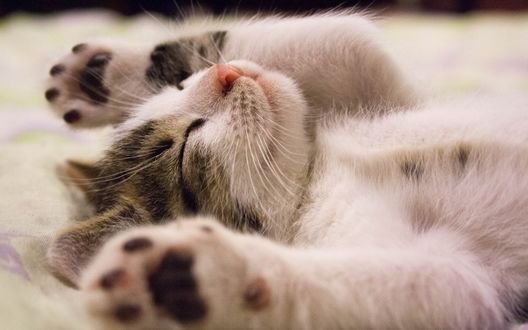 Обои на рабочий стол Котик спит, положив лапки вверх