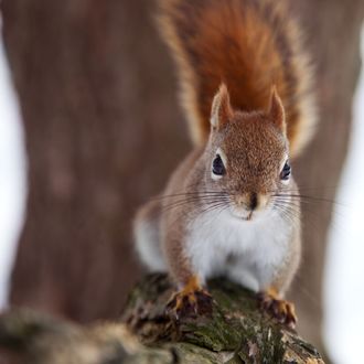 Обои на рабочий стол Белка на дереве, фотограф Andre Villeneuve