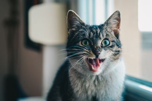 Обои на рабочий стол Кошка с открытым ртом