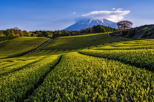 Обои на рабочий стол Чайные плантации с видом на Фудзияму, Япония / Fujiyama, Japan