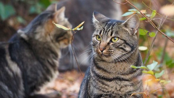 Обои на рабочий стол Кошка смотрит на другую кошку