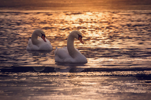 Обои на рабочий стол Два белых лебедя на воде в вечернее время