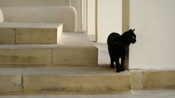 Обои на рабочий стол Черный кот на лестнице