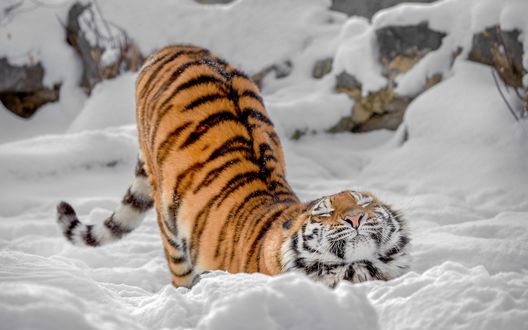 Обои на рабочий стол Тигрица на снегу