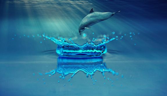 Обои на рабочий стол Дельфин над брызгами от капли воды, by Anja Osenberg