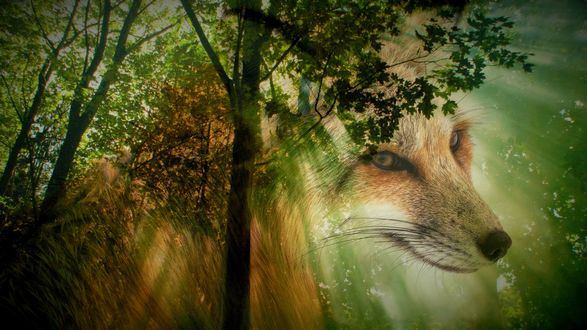 Обои на рабочий стол Портрет лисы на фоне леса, by Anja Osenberg
