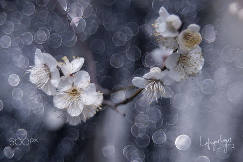 Обои на рабочий стол Весенняя ветка на фоне боке, фотограф Lafugue Logos
