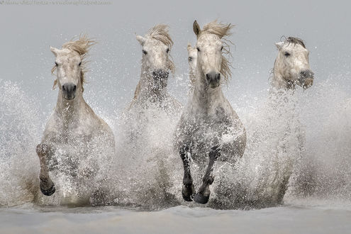 Обои на рабочий стол Четыре лошади скачут по воде, фотограф Alberto Ghizzi Panizza