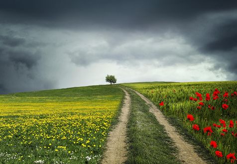 Обои на рабочий стол Дорога между зеленеющими полями с цветами, фотограф Bess Hamiti