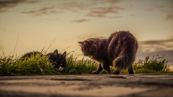 Обои на рабочий стол Две кошки на природе, by Dimitris Vetsikas