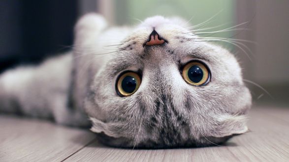 Обои на рабочий стол Котенок шотландский вислоухий, смотрит лежа на спине