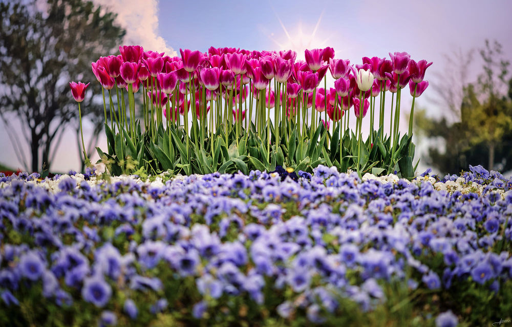 Обои для рабочего стола Весенние розовые тюльпаны, а перед ними фиолетовые цветы, фотограф Alp Cem