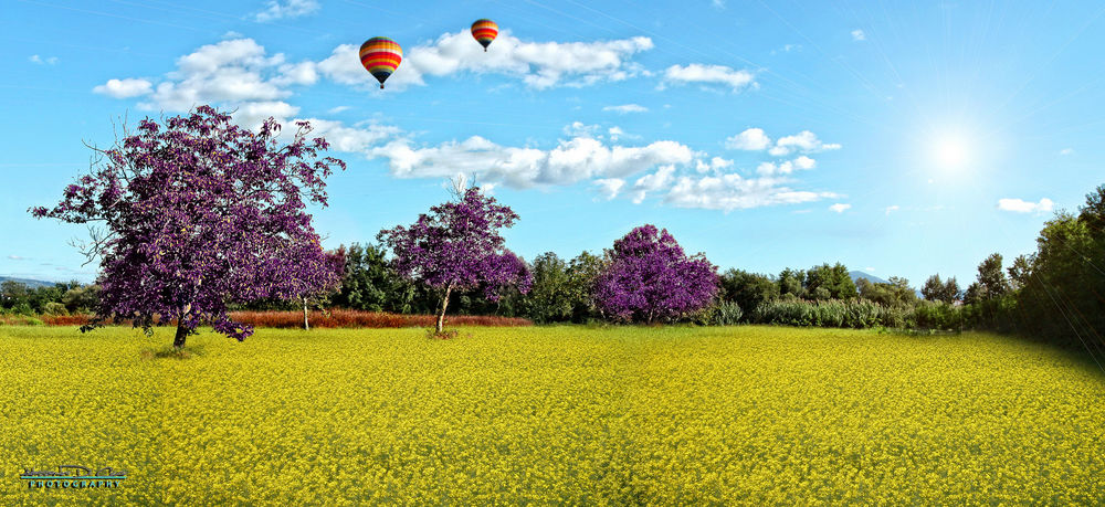 Обои для рабочего стола Рапсовое поле, цветущие деревья и воздушные шары в небе, весенняя фотокомпозиция, by Alessandro Di Cicco