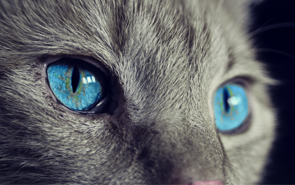 Обои для рабочего стола Голубые глаза серой кошки, by Anja Osenberg