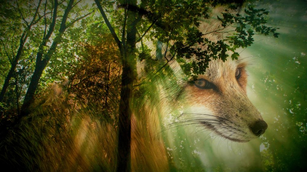 Обои для рабочего стола Портрет лисы на фоне леса, by Anja Osenberg