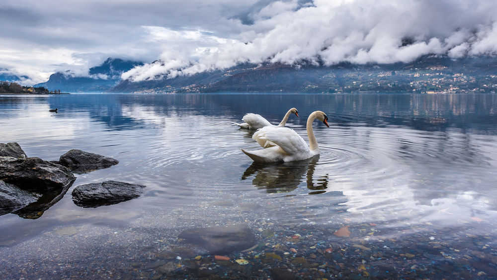Обои для рабочего стола Дикие лебеди на воде. Фотограф Alexey Pashchenko