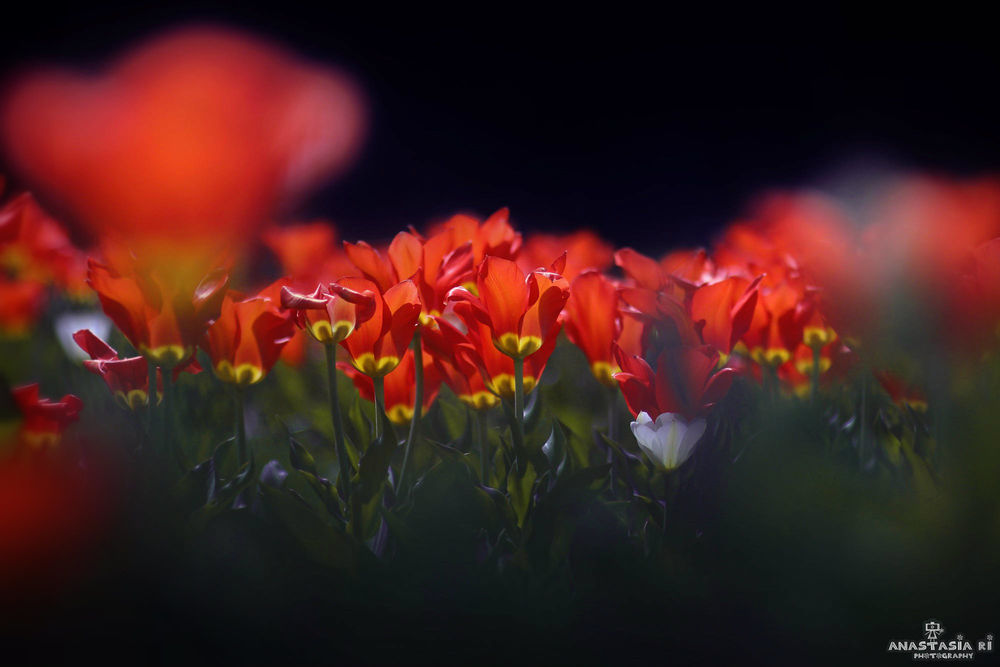 Обои для рабочего стола Красные весенние тюльпаны от фотографа Anastasia Ri
