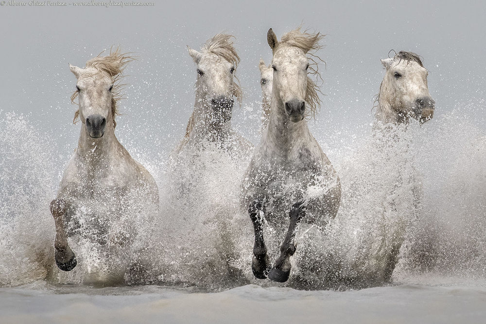 Обои для рабочего стола Четыре лошади скачут по воде, фотограф Alberto Ghizzi Panizza