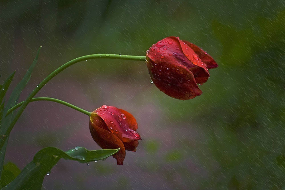 Обои для рабочего стола Два красных тюльпана под дождем, by Darko Geres