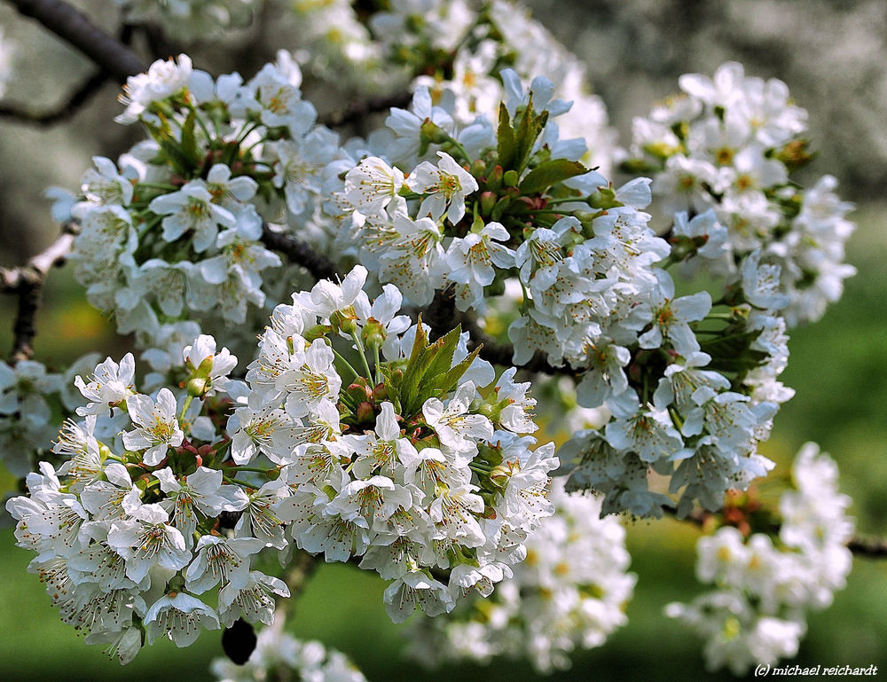 Обои для рабочего стола Весеннее цветение вишни, фотограф Michael Reichardt