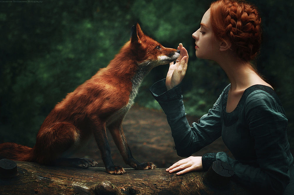 Обои для рабочего стола Девушка держит руку у мордочки лисы, фотограф Alexandra Bochkareva