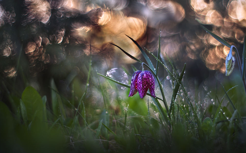 Обои для рабочего стола Цветок рябчика среди травы, на фоне блесток боке, фотограф Grzegorz