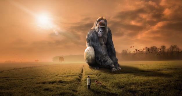 Обои на рабочий стол Огромная горилла смотрит на женщину с собакой, by Imagine_Images