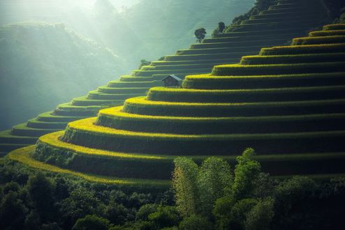 Обои на рабочий стол Рисовые террасы в утреннем тумане, Thailand / Тайланд, by Sasin Tipchai