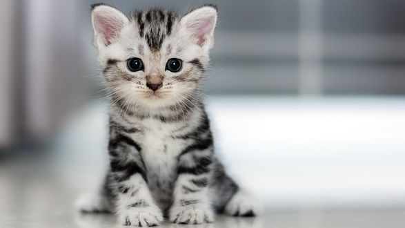 Обои на рабочий стол Котенок тигрового окраса сидит на полу
