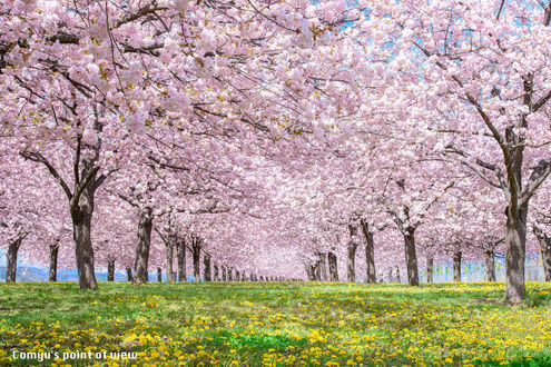 Обои на рабочий стол Сад цветущей сакуры, фотограф Comyu Matsuoka
