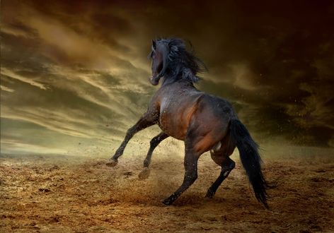 Обои на рабочий стол Мустанг на фоне сумрачного неба, by Dorota Kudyba