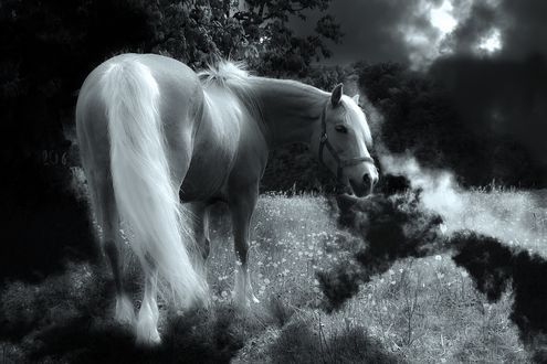 Обои на рабочий стол Лошадь на пастбище, by Christine Sponchia