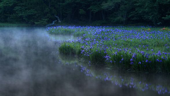 Обои на рабочий стол Голубые ирисы у реки и их отражение в воде, фотограф Comyu Matsuoka