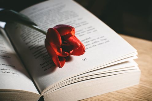Обои на рабочий стол Красный тюльпан лежит на книге