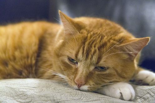 Обои на рабочий стол Рыжая кошка положила голову на лапки