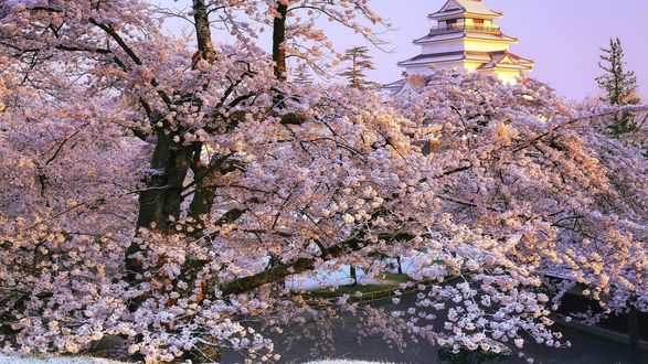 Обои на рабочий стол Цветущее дерево сакуры, Япония / Japan