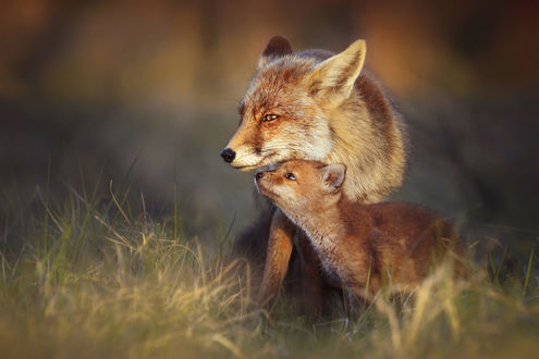 Обои на рабочий стол Лисенок с мамой - лисой, фотограф Joke Hulst